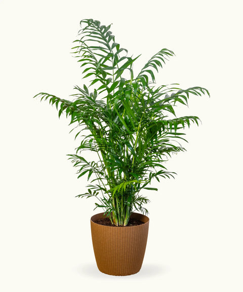 Chamaedorea (Palmera de salón)