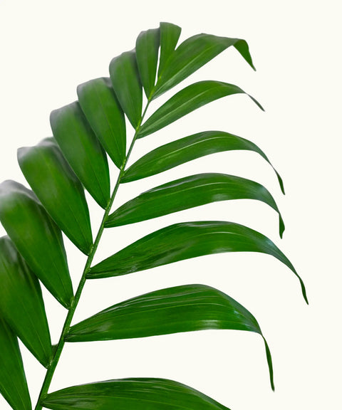 Chamaedorea (Palmera de salón)