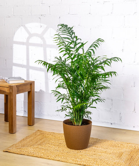 Chamaedorea (Palmera de salón)