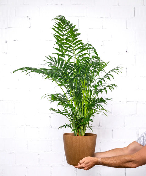 Chamaedorea (Palmera de salón)