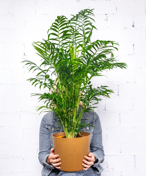 Chamaedorea (Palmera de salón)