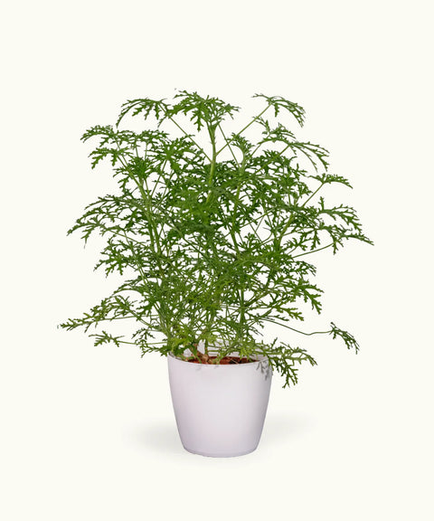Citronella