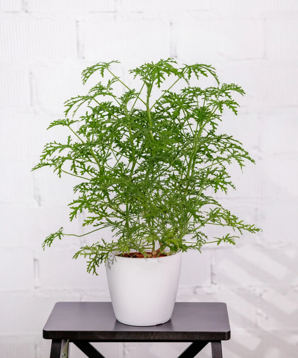 Citronella