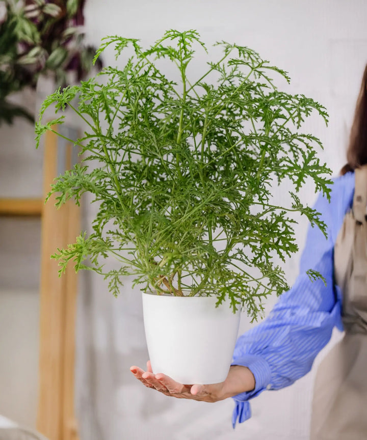 Citronella