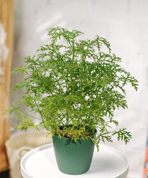 Citronella