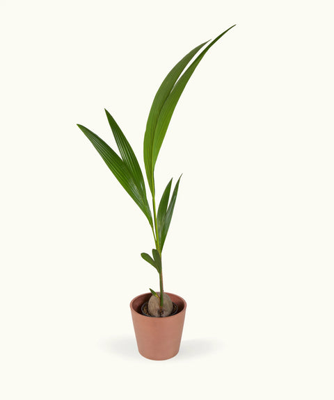 Palmera Cocotera