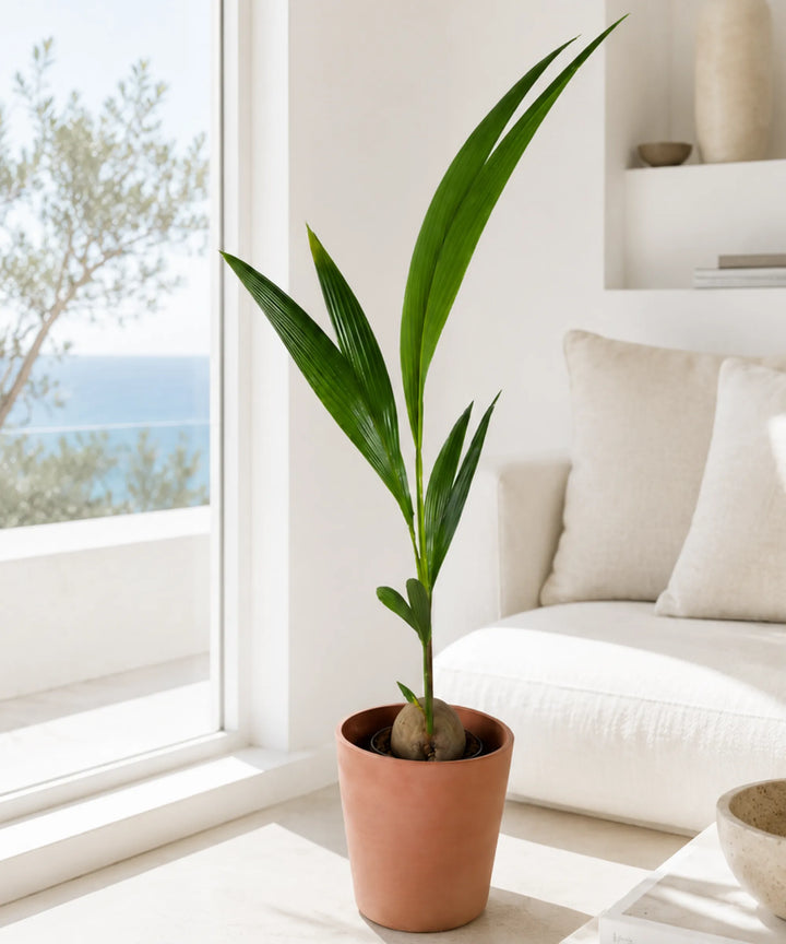 Palmera Cocotera
