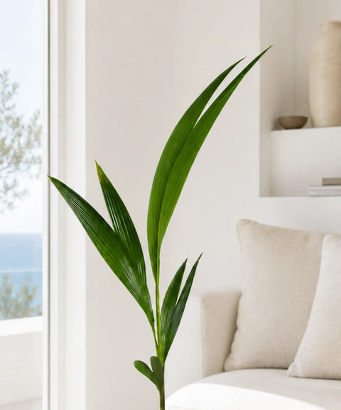 Palmera Cocotera