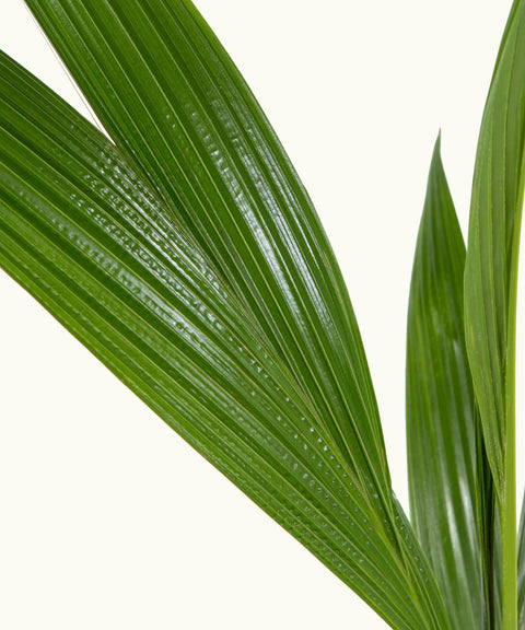 Palmera Cocotera