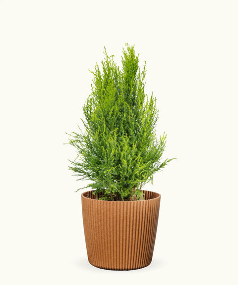 Cupressus