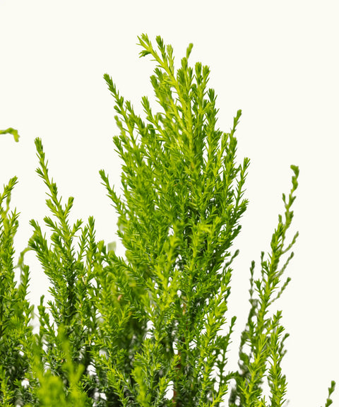 Cupressus