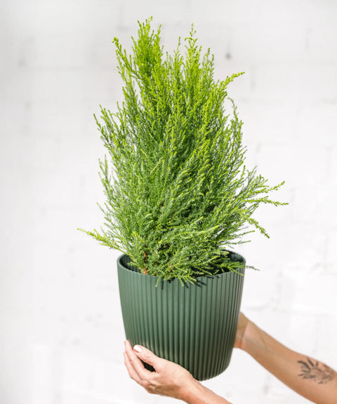 Cupressus