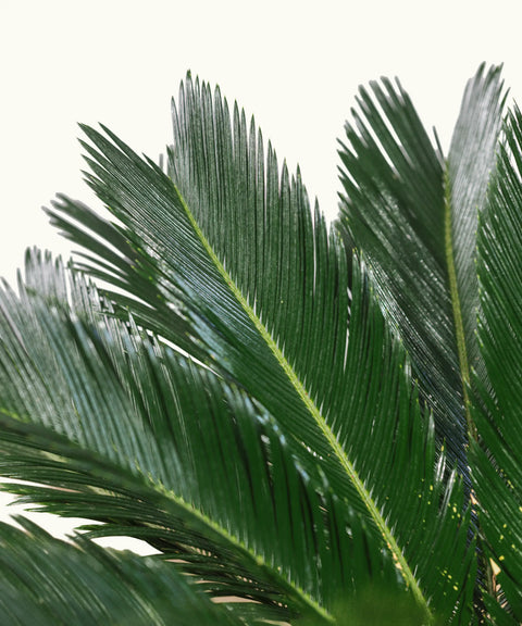 Cycas revoluta