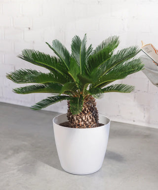 Cycas revoluta