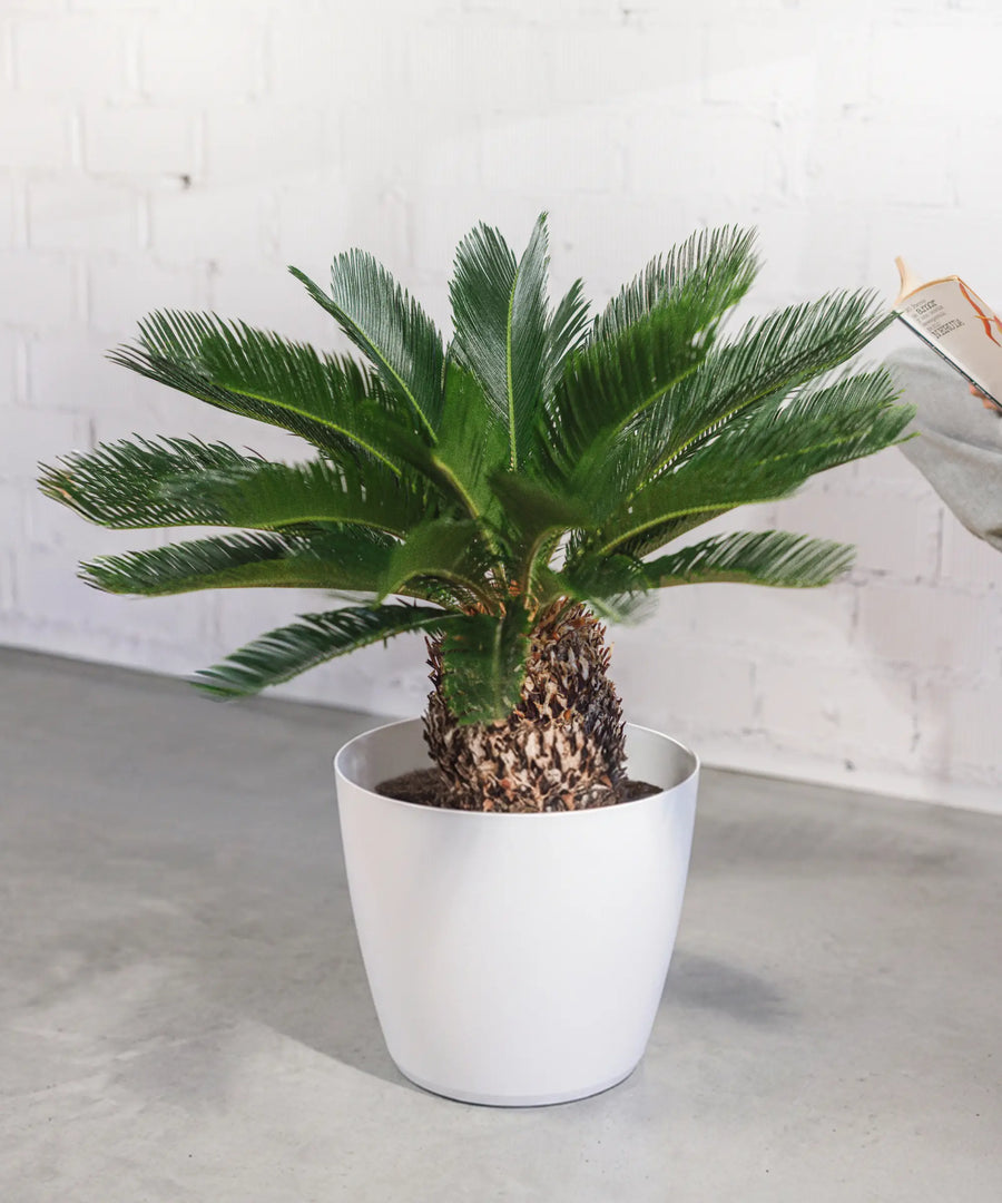 Cycas revoluta