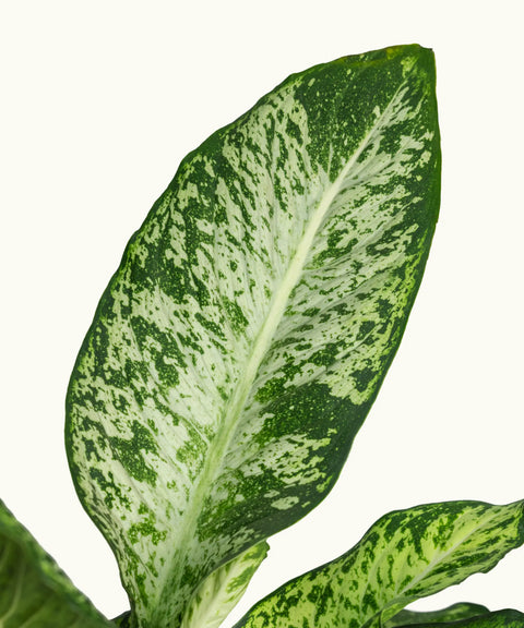 Dieffenbachia