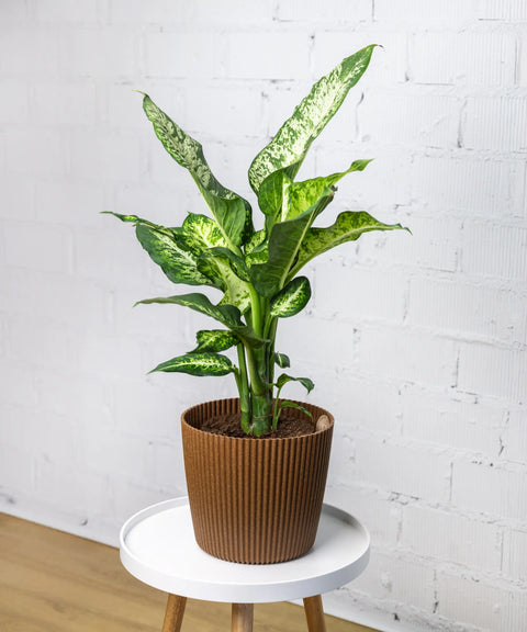 plantas de interior dieffenbachia cuidados Dieffenbachia de interior