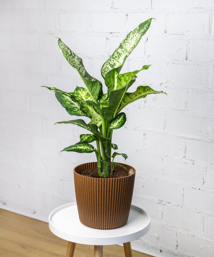 Dieffenbachia