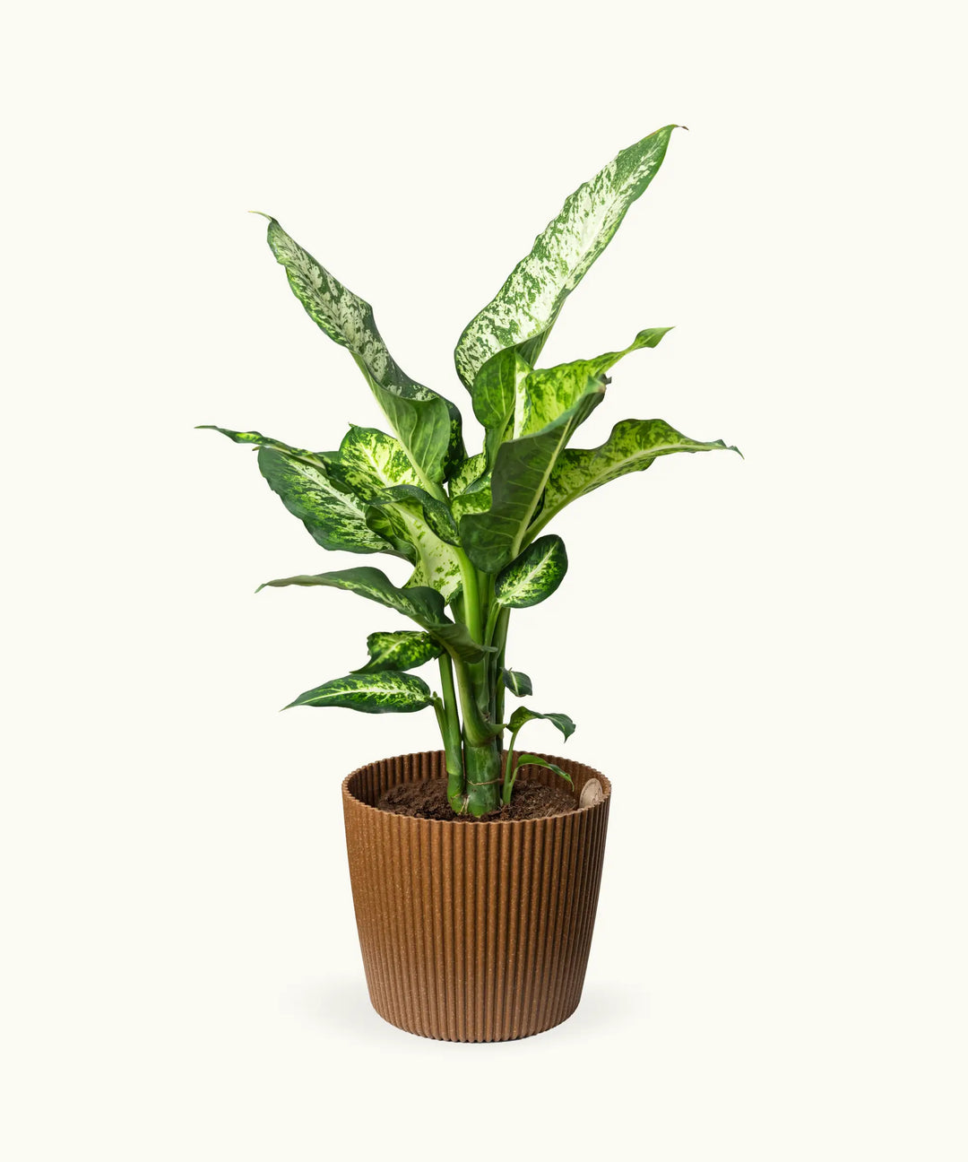 Dieffenbachia