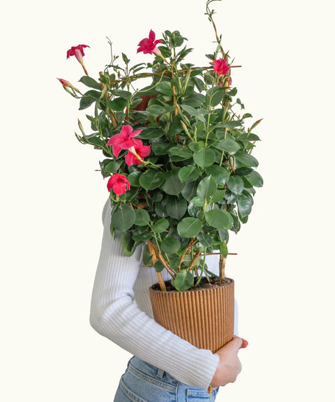 Dipladenia Pirámide Rosa