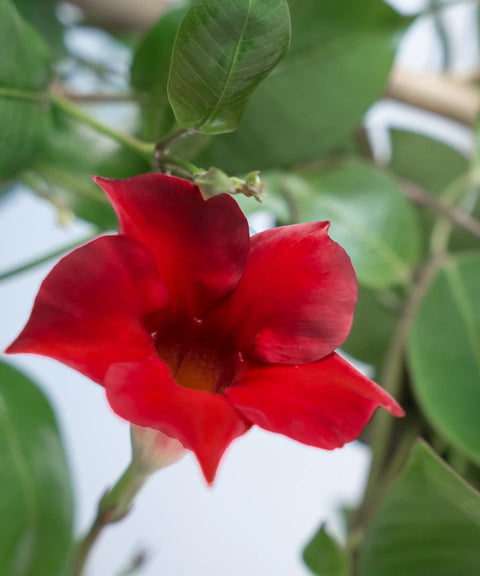 Dipladenia Pirámide Roja