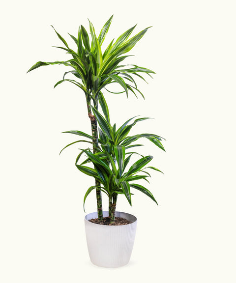 Dracena Lemon