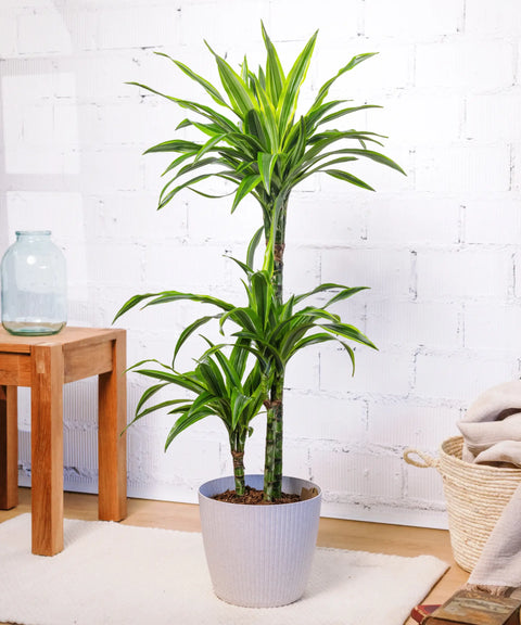 Dracena Lemon