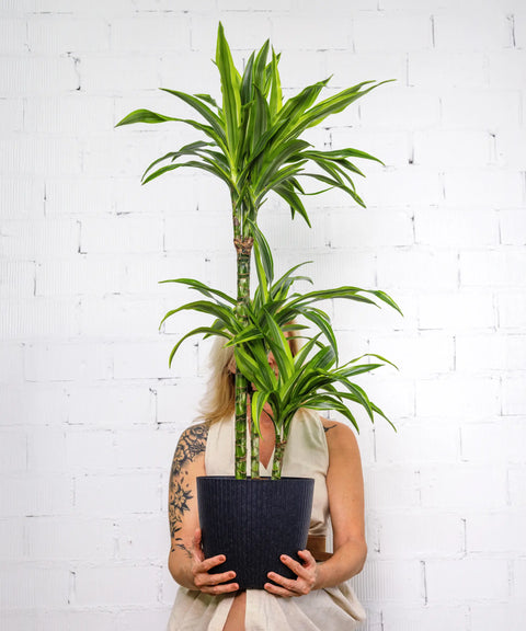 Dracena Lemon