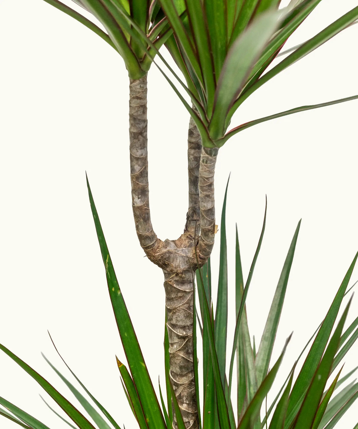 Drácena Marginata