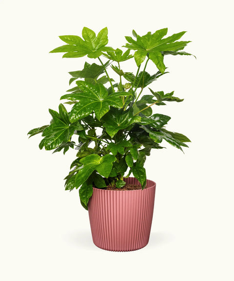 Fatsia Japónica