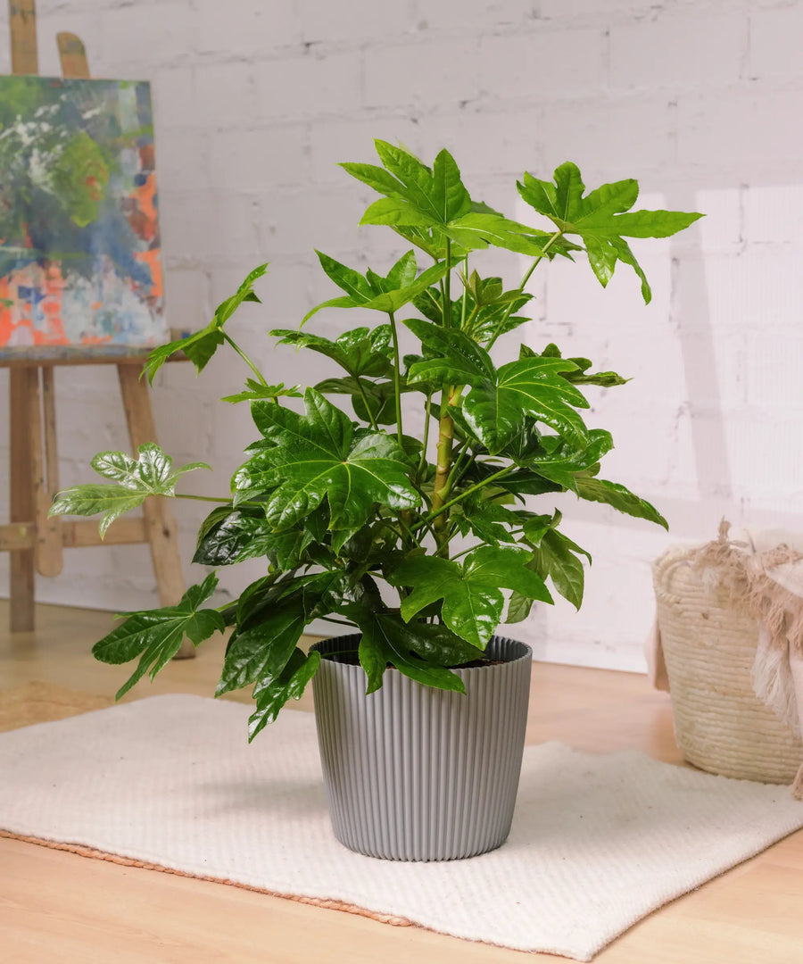 Fatsia Japónica