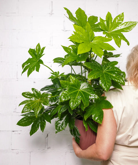 Fatsia Japónica