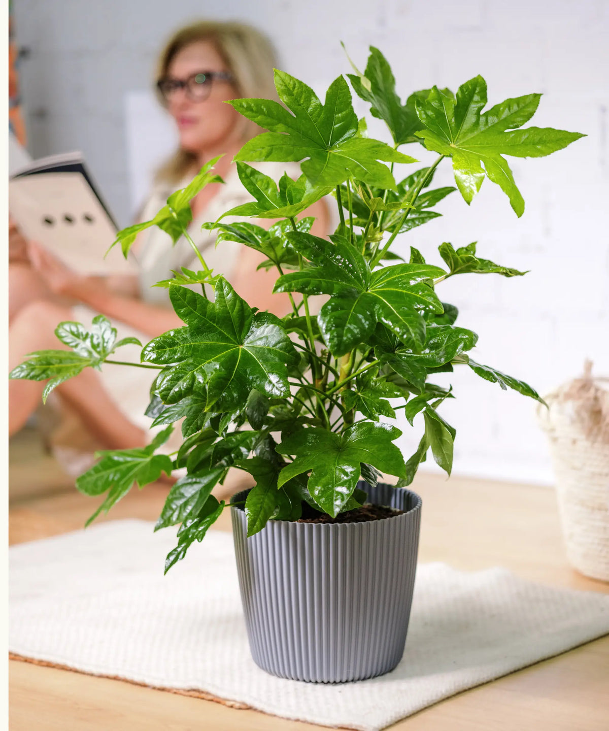 Fatsia Japónica