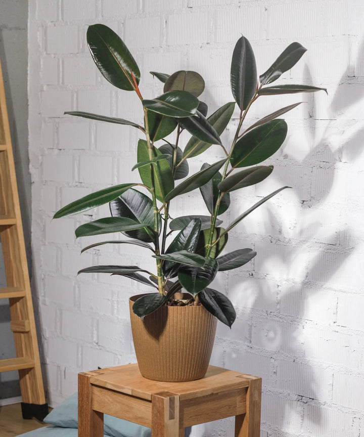 Ficus Elástica