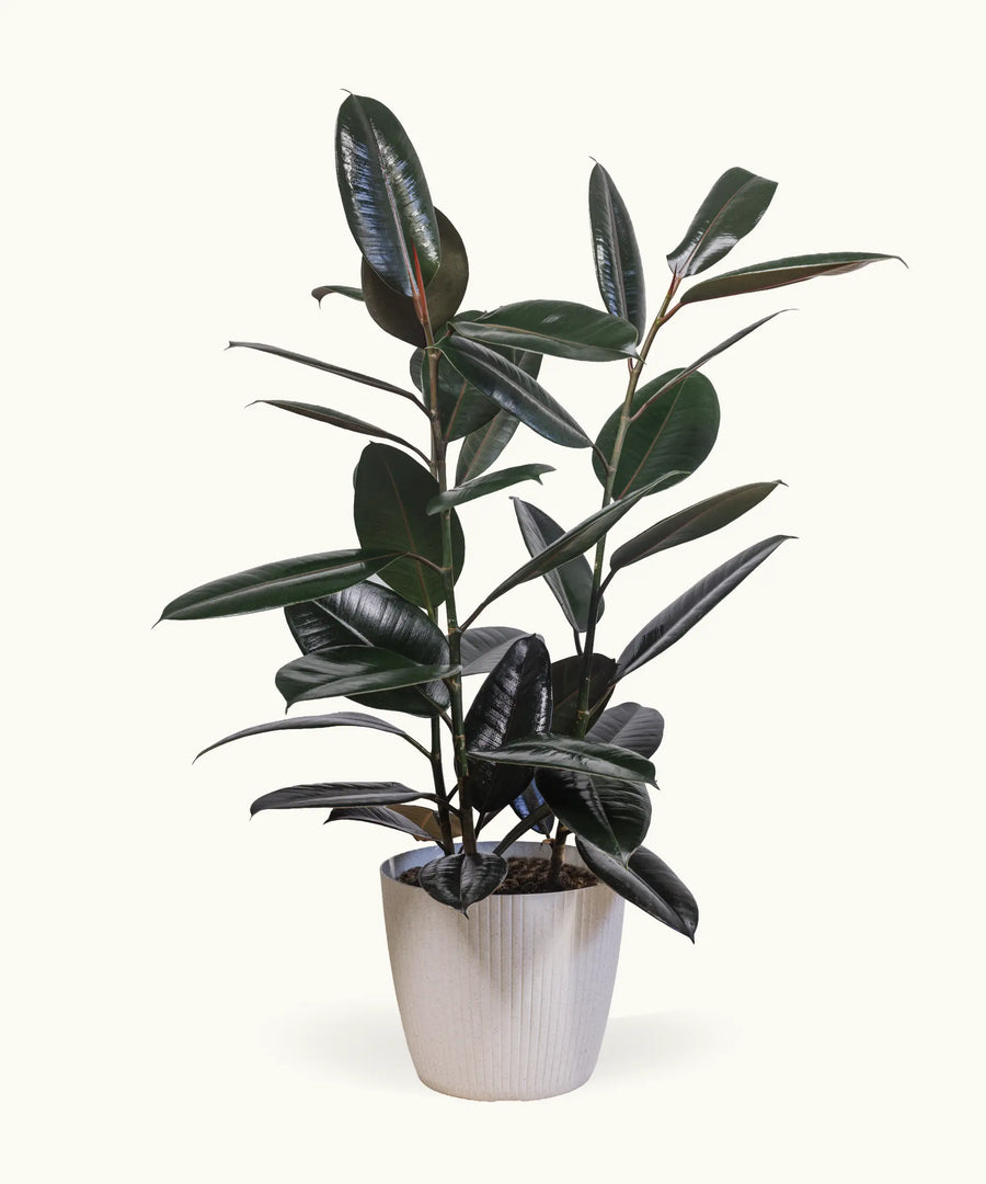 Ficus Elástica
