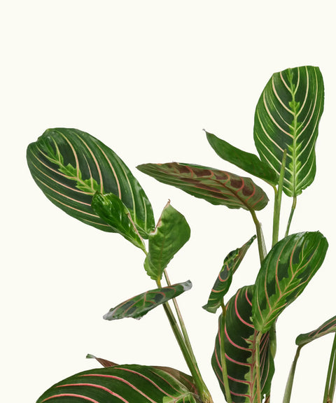 Maranta (Planta de la oración)