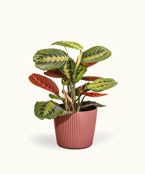 Maranta (Planta de la oración)