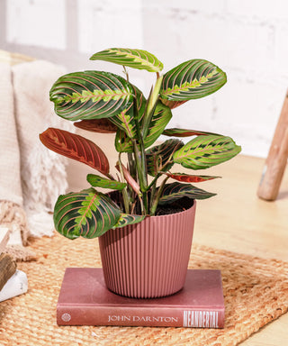 Maranta