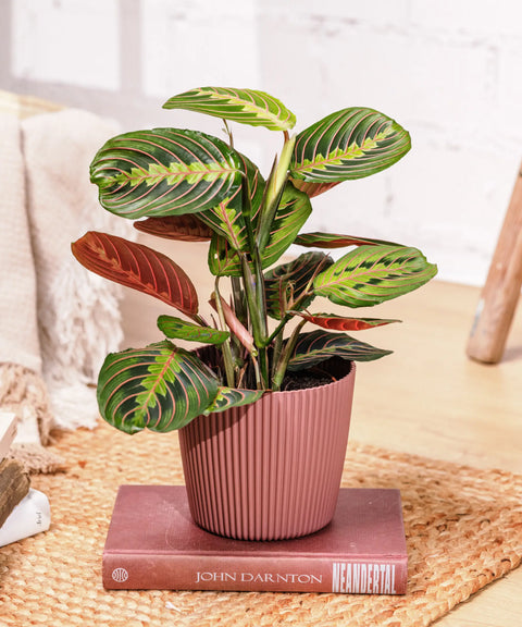 Maranta (Planta de la oración)