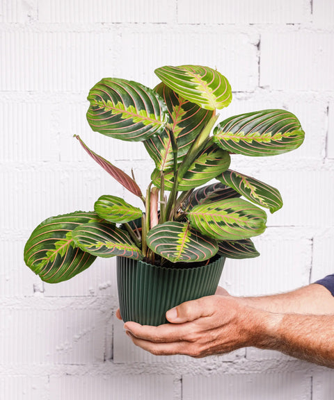 Selección real, no catálogo infinito