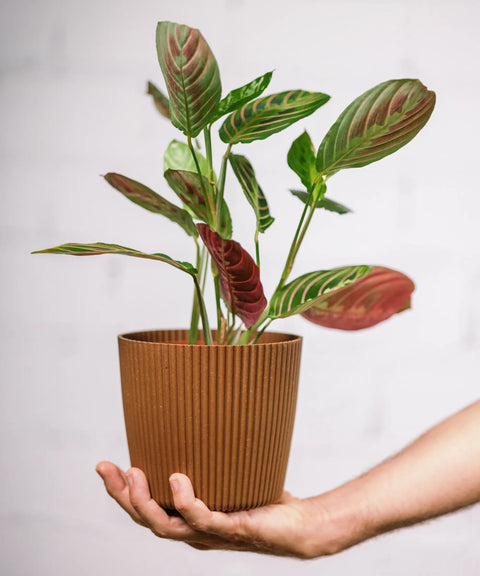 Maranta (Planta de la oración)