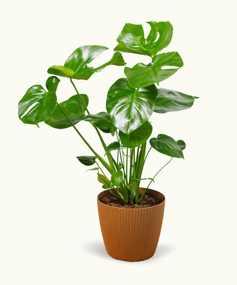 Monstera deliciosa (Costilla de Adán)