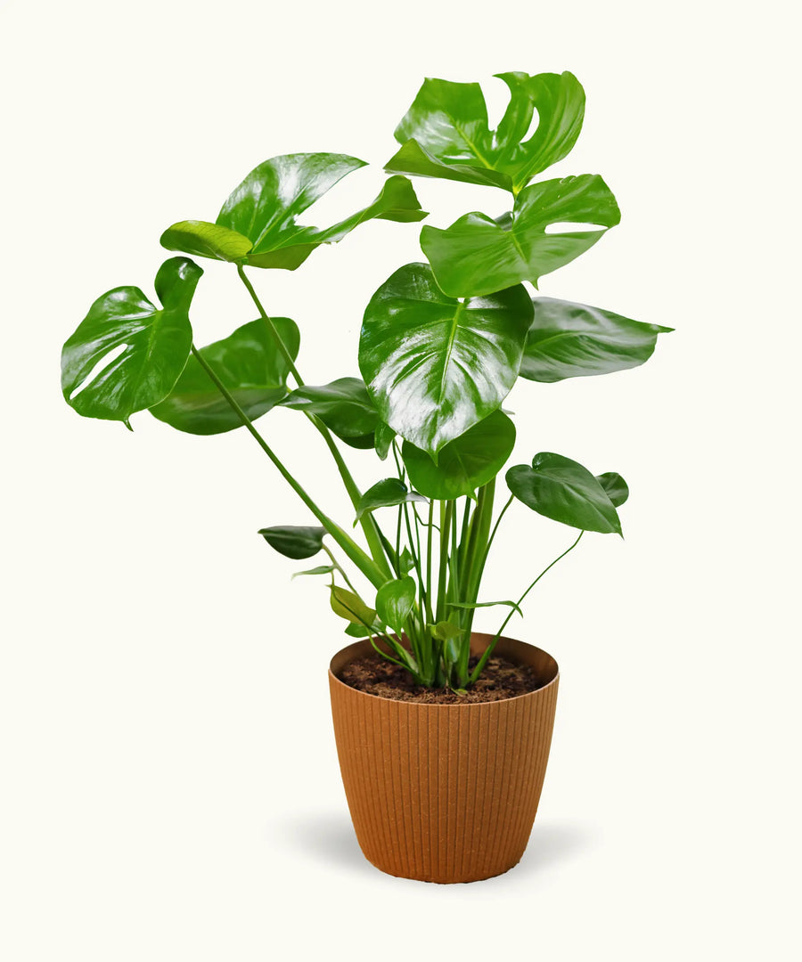 Monstera