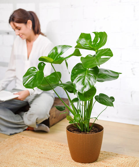 Monstera deliciosa (Costilla de Adán)