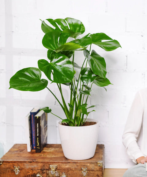 Monstera deliciosa (Costilla de Adán)