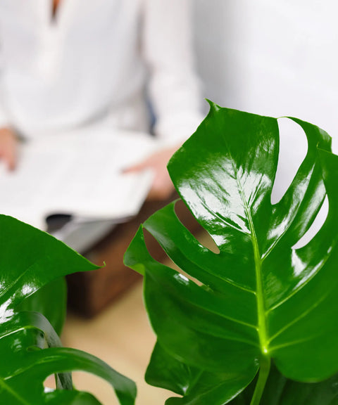 Monstera deliciosa (Costilla de Adán)