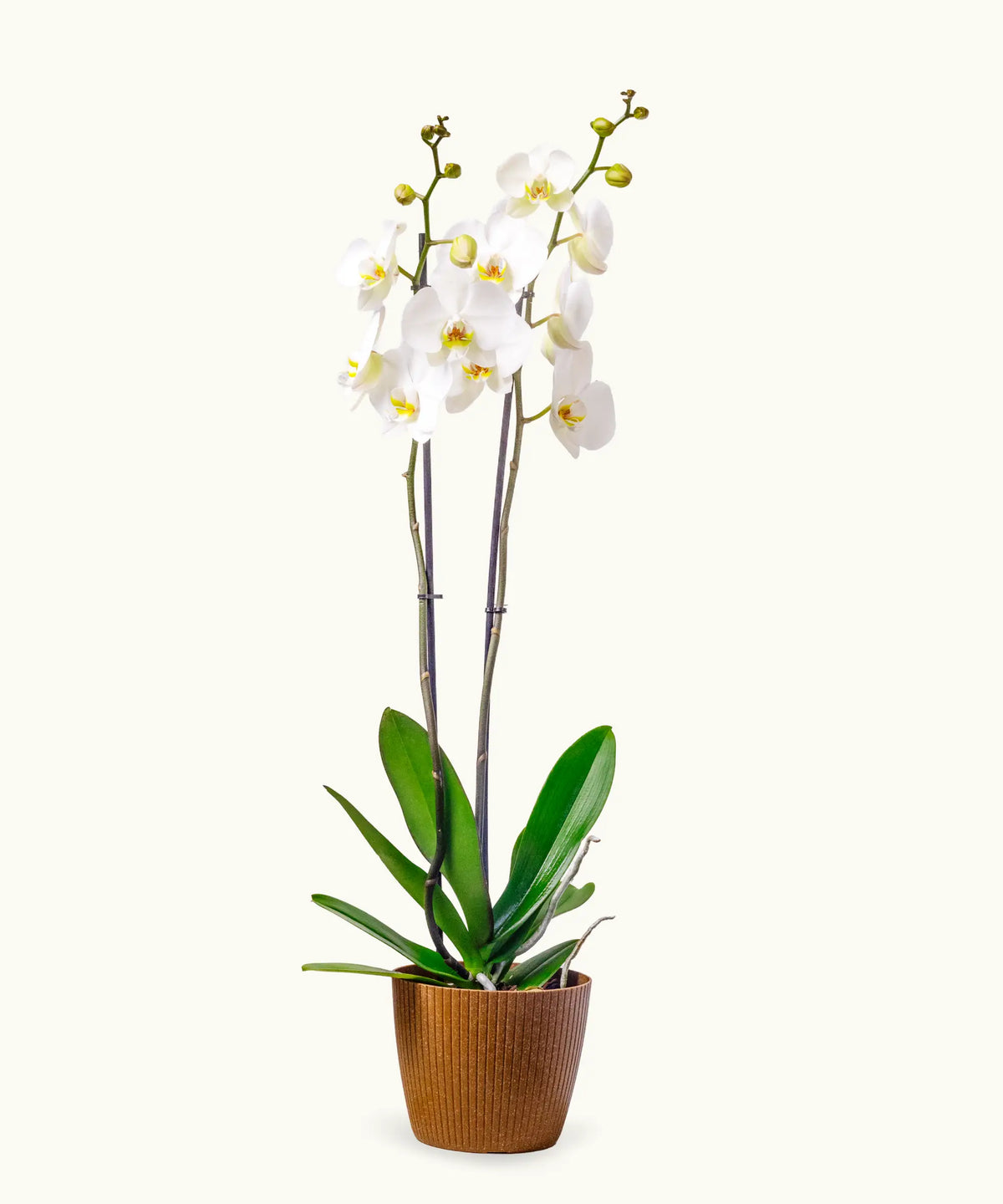 Orquídea Blanca