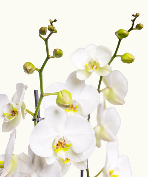 Orquídea Blanca