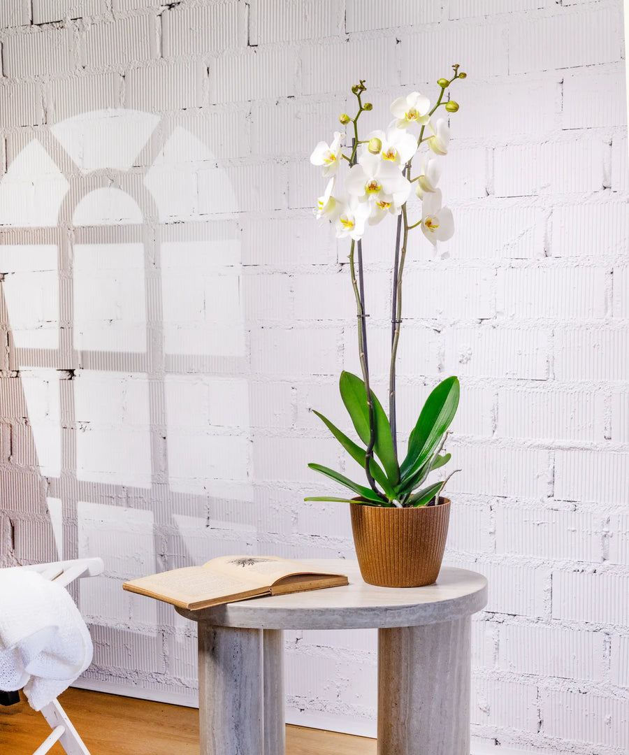 Orquídea Blanca