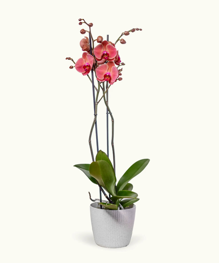 Orquídea Burdeos